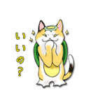 三毛かっぱ（個別スタンプ：13）