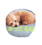マルプーmoreの気持ちスタンプ（個別スタンプ：2）