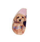 マルプーmoreの気持ちスタンプ（個別スタンプ：8）