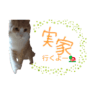 morikawa's cats2（個別スタンプ：4）
