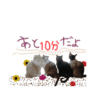 morikawa's cats2（個別スタンプ：5）