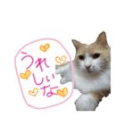 morikawa's cats2（個別スタンプ：6）