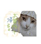 morikawa's cats2（個別スタンプ：7）