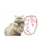 morikawa's cats2（個別スタンプ：8）