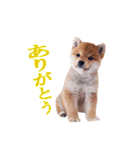 癒しの柴犬君（個別スタンプ：2）