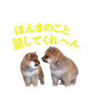 癒しの柴犬君（個別スタンプ：14）