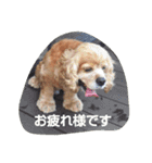 ARATA RINTA（個別スタンプ：4）