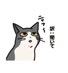 姉妹ねこ日記（個別スタンプ：28）