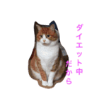uchinoko's stamp（個別スタンプ：4）