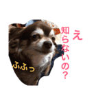 uchinoko's stamp（個別スタンプ：7）