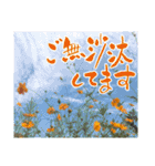 言葉と共に花を贈りたい（個別スタンプ：13）