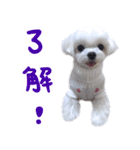 Small meat bag＆mocha mischief diary vol2（個別スタンプ：28）