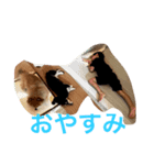 ちょこたんの日常（個別スタンプ：1）