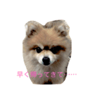 ちょこたんの日常（個別スタンプ：4）