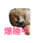 ちょこたんの日常（個別スタンプ：5）