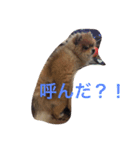 ちょこたんの日常（個別スタンプ：7）