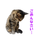 わが家の猫。（個別スタンプ：3）