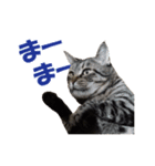 わが家の猫。（個別スタンプ：4）