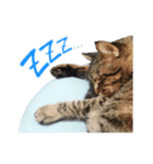 わが家の猫。（個別スタンプ：6）