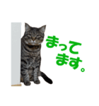 わが家の猫。（個別スタンプ：7）