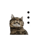 わが家の猫。（個別スタンプ：8）