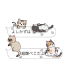 【よしかず】猫だらけの吹き出し（個別スタンプ：16）