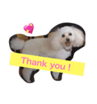 My dear pets（個別スタンプ：3）