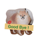 My dear pets（個別スタンプ：4）