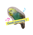 My dear pets（個別スタンプ：5）