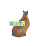 ピスピスくるみのモフモフな毎日（個別スタンプ：12）