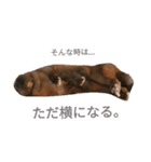 ピスピスくるみのモフモフな毎日（個別スタンプ：14）