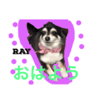 yuki BaBa（個別スタンプ：1）