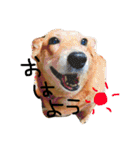 ロコちゃんです（個別スタンプ：1）