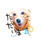 ロコちゃんです（個別スタンプ：13）