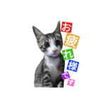 kojiro-（個別スタンプ：4）