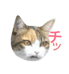 kojiro-（個別スタンプ：9）
