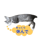 kojiro-（個別スタンプ：14）