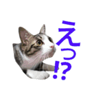 kojiro-（個別スタンプ：17）