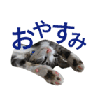 kojiro-（個別スタンプ：19）