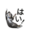 kojiro-（個別スタンプ：20）