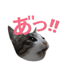 kojiro-（個別スタンプ：21）