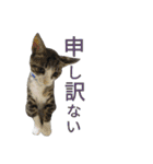 kojiro-（個別スタンプ：25）