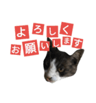 kojiro-（個別スタンプ：32）