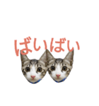 kojiro-（個別スタンプ：35）