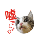 kojiro-（個別スタンプ：37）