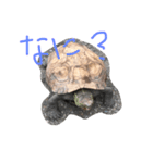我が家のカメちゃん。第3弾（個別スタンプ：3）