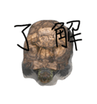 我が家のカメちゃん。第3弾（個別スタンプ：7）