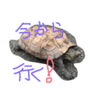 我が家のカメちゃん。第3弾（個別スタンプ：11）