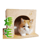 まい＆ぴっか☆愛スタンプ（個別スタンプ：7）
