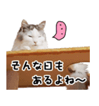 まい＆ぴっか☆愛スタンプ（個別スタンプ：19）